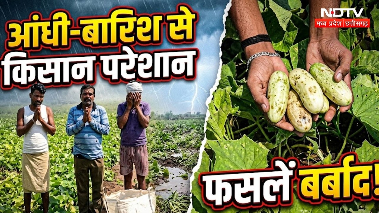 Umaria Weather Update: तेज आंधी और बारिश ने किसानों की तोड़ी कमर, फसलें नष्ट। Ground Report। CG News