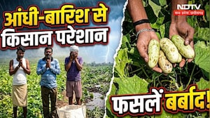 Umaria Weather Update: तेज आंधी और बारिश ने किसानों की तोड़ी कमर, फसलें नष्ट। Ground Report। CG News