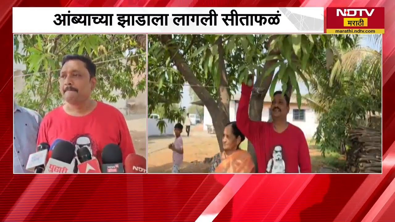 आंब्याच्या झाडाला सीताफळं? Bhiwandi मध्ये अजब प्रकार | NDTV मराठी