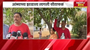 आंब्याच्या झाडाला सीताफळं? Bhiwandi मध्ये अजब प्रकार | NDTV मराठी