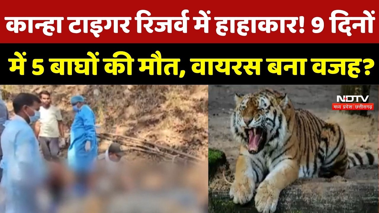 MP News: Kanha Tiger Reserve में हाहाकार! 9 दिनों में 5 बाघों की मौत, Virus बना वजह?