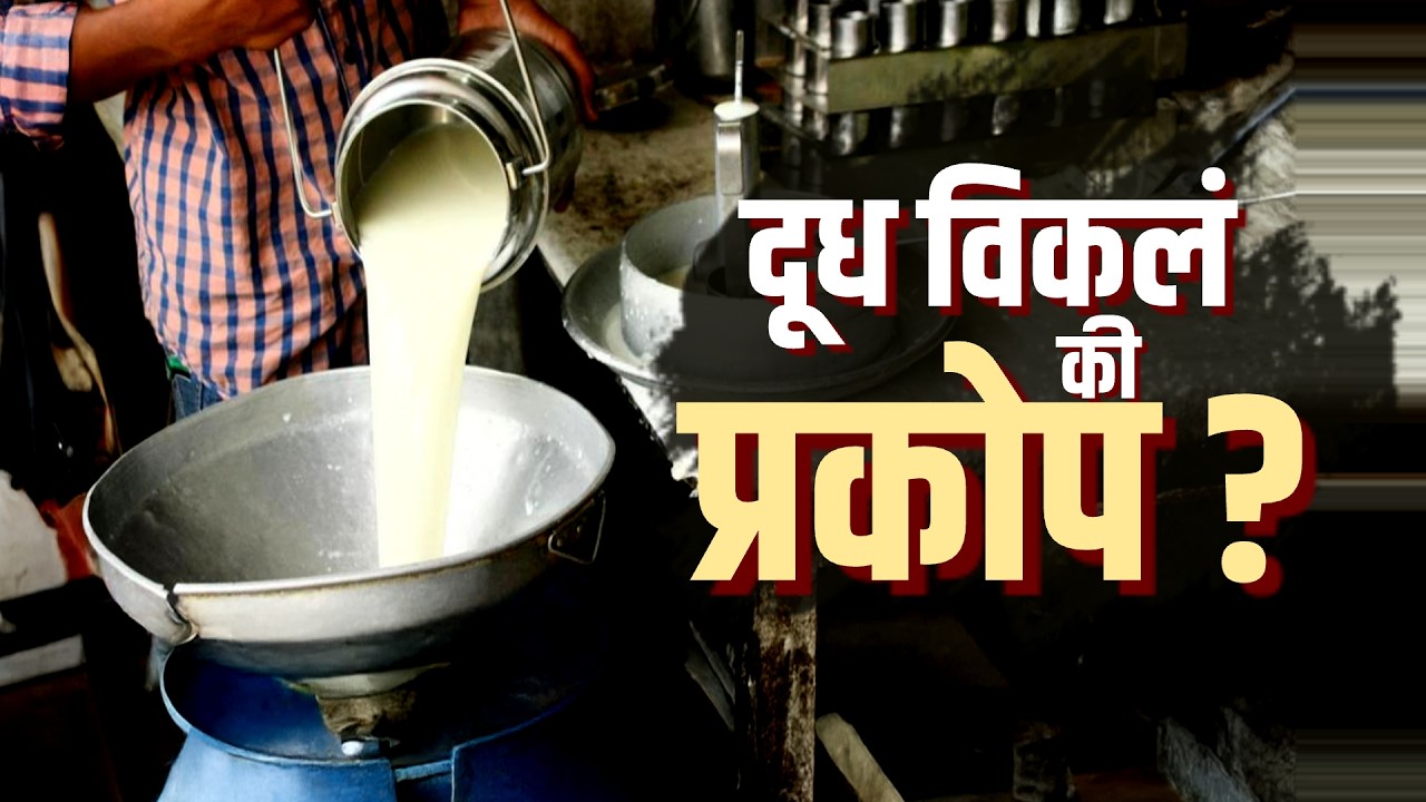 Special Report| सासपडेत दुधाच्या एकाही थेंबाची विक्री का नाही? दूध विकल्यास जनावरांवर प्रकोप होतो?
