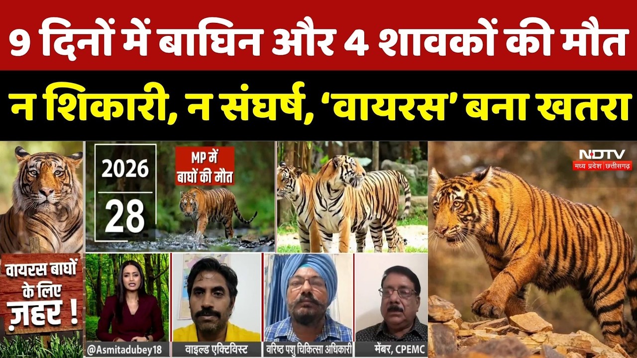 Kanha Tiger Reserve: 9 दिनों में बाघिन और 4 शावकों की मौत, न शिकारी, न संघर्ष, &lsquo;Virus&rsquo; बना खतरा | MP