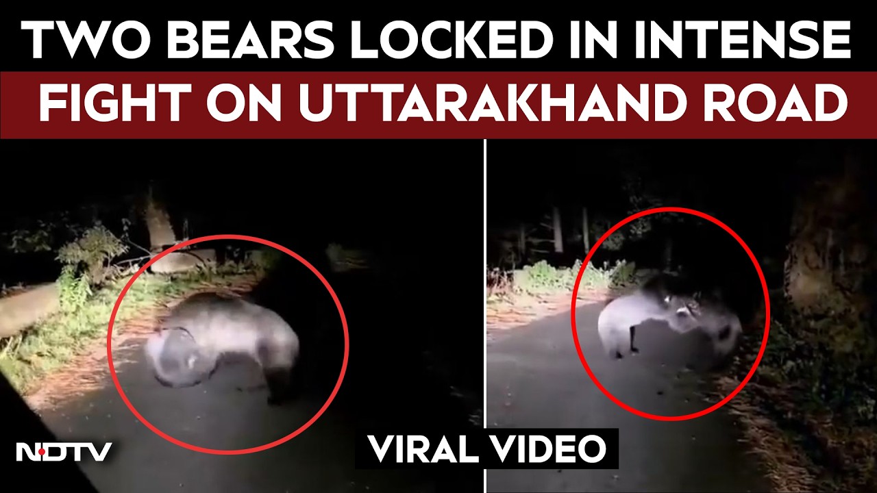 Uttarakhand News | Two Bears Locked In Intense Fight On Uttarakhand Road