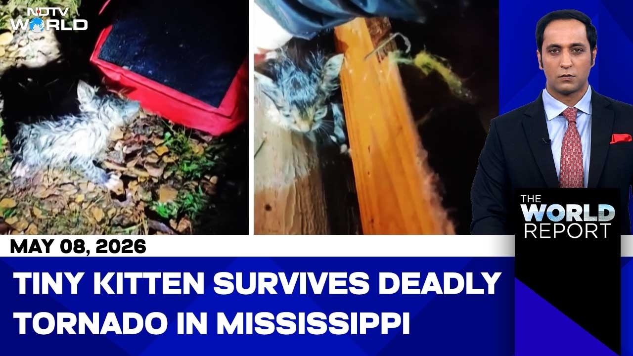 Tiny Trapped Kitten Rescued In Mississippi