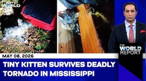 Tiny Trapped Kitten Rescued In Mississippi