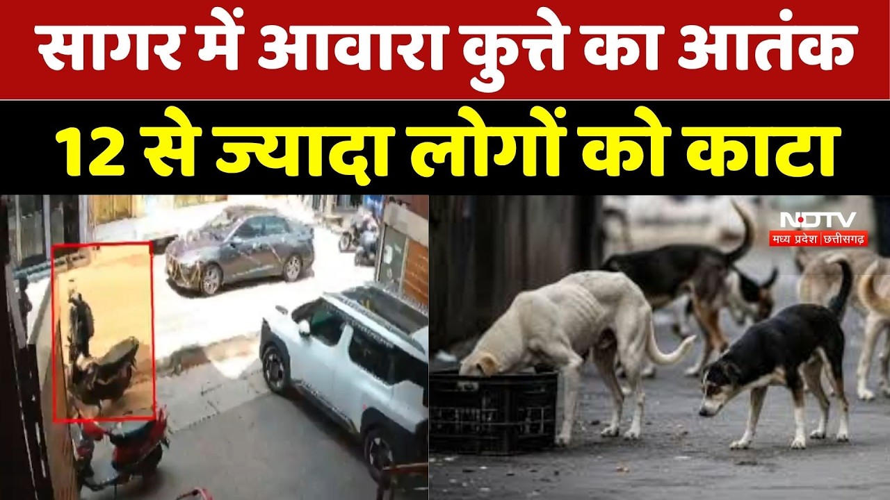 Sagar Dog Attack : सागर में आवारा कुत्ते का आतंक! 12 से ज्यादा लोगों को काटा