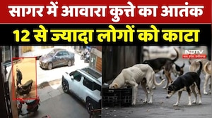 Sagar Dog Attack : सागर में आवारा कुत्ते का आतंक! 12 से ज्यादा लोगों को काटा