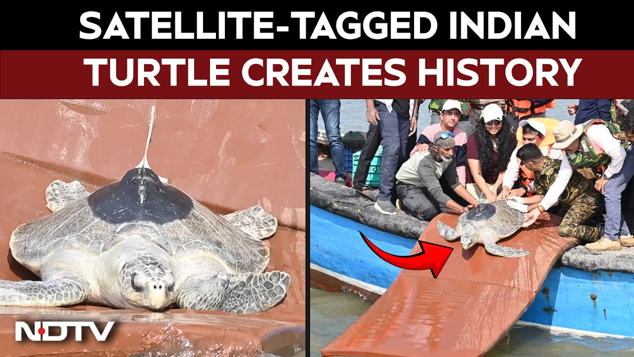 Satellite-Tagged Indian Turtle's 4,000 Km Journey Creates History