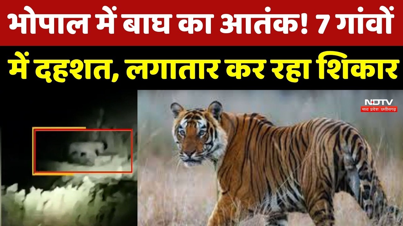Bhopal News : 7 गांवों में Tiger का आतंक! 10 दिन में 5 पशुओं का शिकार, लोगों में दहशत