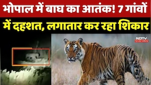 Bhopal News : 7 गांवों में Tiger का आतंक! 10 दिन में 5 पशुओं का शिकार, लोगों में दहशत