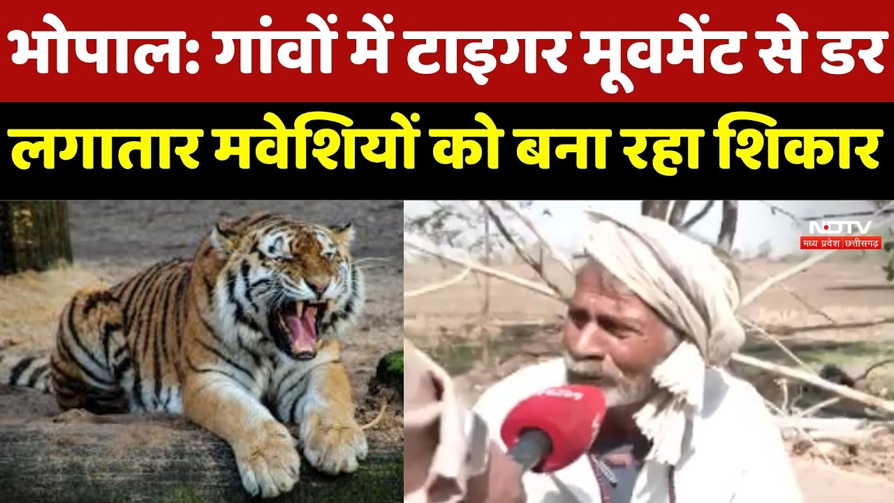 Bhopal News : गांवों में Tiger Movement से डर, लगातार मवेशियों को बना रहा शिकार