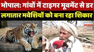 Bhopal News : गांवों में Tiger Movement से डर, लगातार मवेशियों को बना रहा शिकार