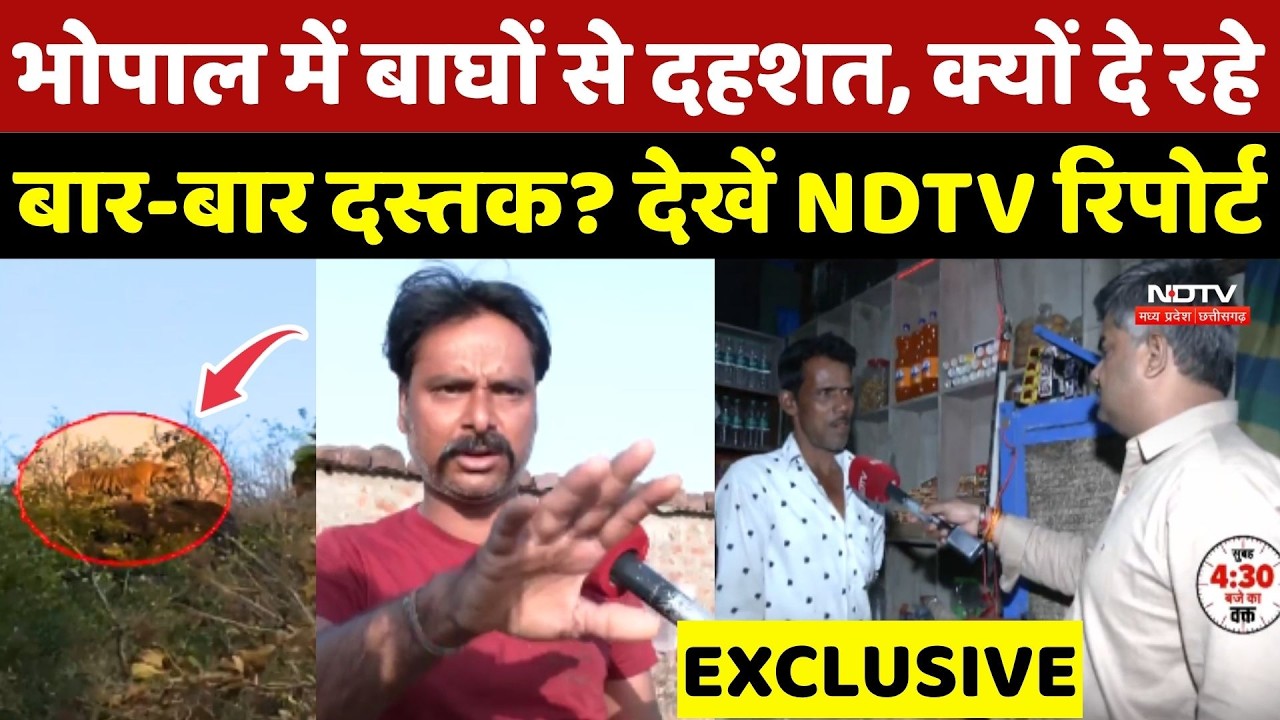Bhopal Tiger Alert: बाघों से दहशत, क्यों दे रहे बार-बार दस्तक? देखें NDTV की Exclusive Report