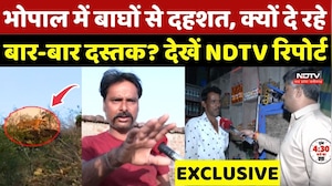 Bhopal Tiger Alert: बाघों से दहशत, क्यों दे रहे बार-बार दस्तक? देखें NDTV की Exclusive Report