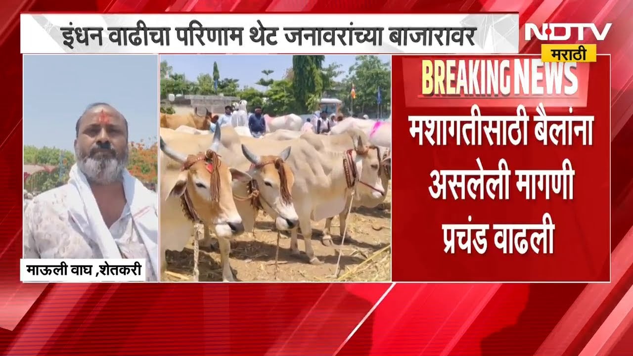 इंधन वाढीचा परिणाम थेट जणावरांच्या बाजारावर, बैलजोड्यांच्या किमती वाढल्या | NDTV मराठी
