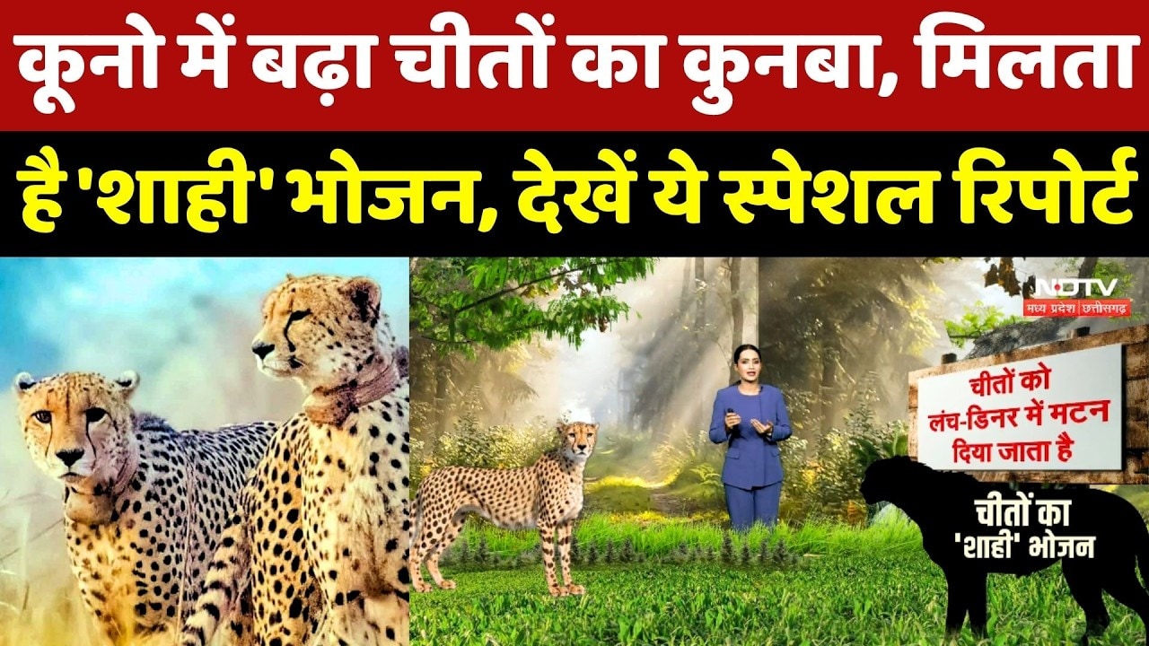 Kuno National Park Cheetah: चीतों का बढ़ा कुनबा, मिलता है 'शाही' भोजन, देखें ये Special Report