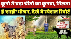Kuno National Park Cheetah: चीतों का बढ़ा कुनबा, मिलता है 'शाही' भोजन, देखें ये Special Report