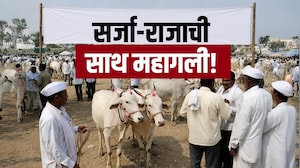 Special Report| ट्रॅक्टरनं नांगरट महागली, पुन्हा बैलांना पसंती;बैलजोडीचा भाव लाखांवर, बळीराजा चिंतेत
