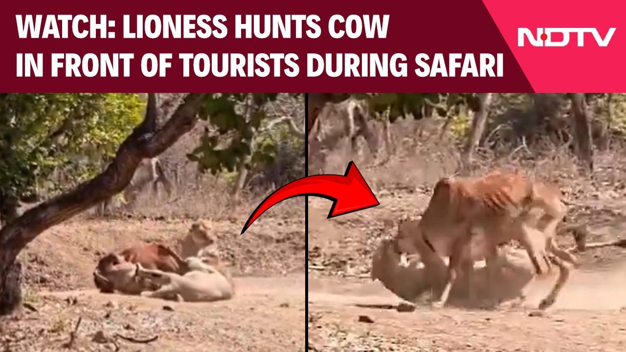 Watch Viral Video | Lioness Hunts Cow In Front Of Tourists During Gir Safari, Video Goes Viral