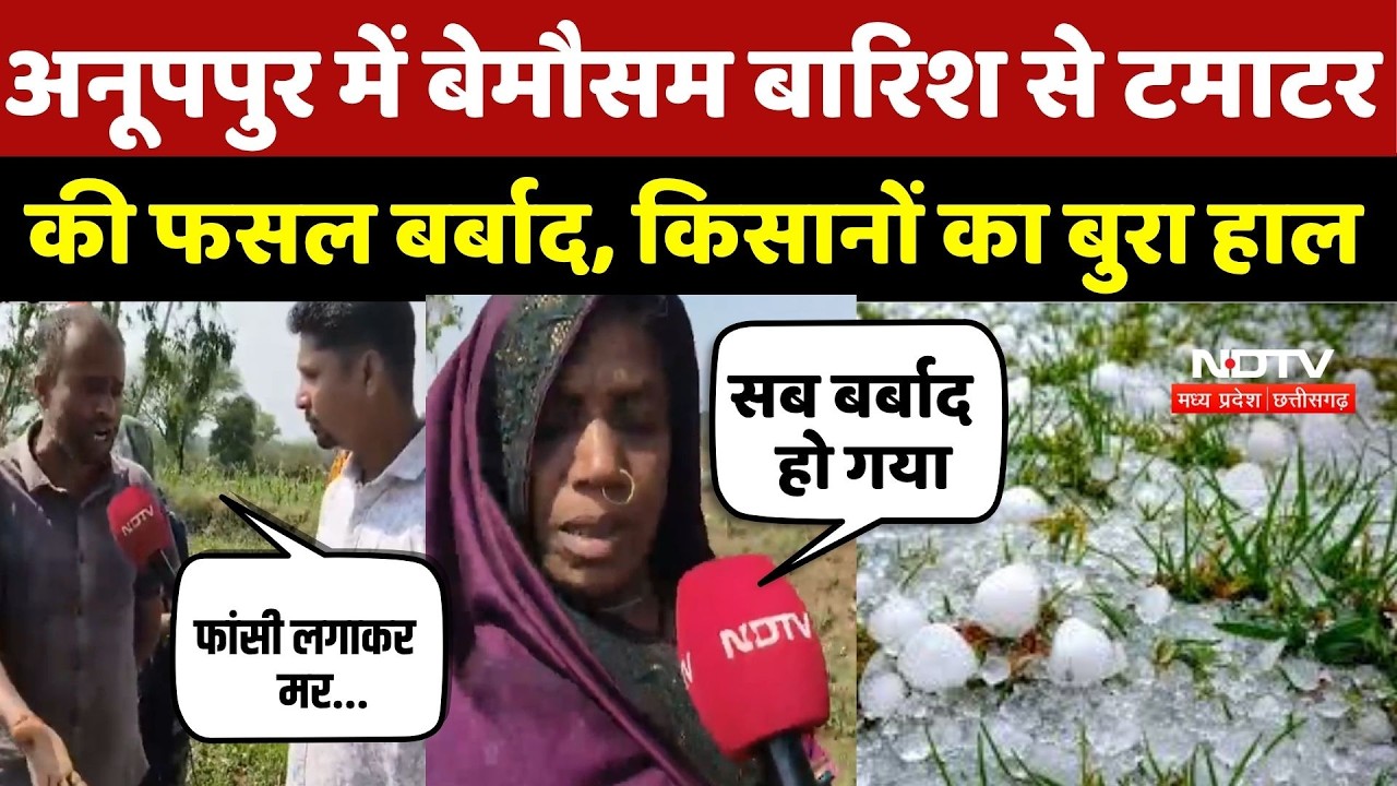 Heavy Rain In Anuppur:बेमौसम बारिश से टमाटर की फसल बर्बाद, किसानों का बुरा हाल |Haistrom |MP Weather