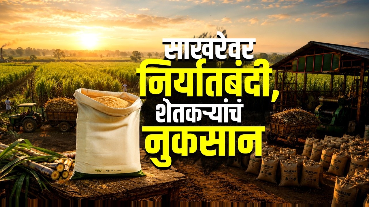 Explainer| साखरेवर निर्यातबंदी, शेतकऱ्यांचं नुकसान; साखरेच्या निर्यात बंदीमागचं 'राजकारण' काय?