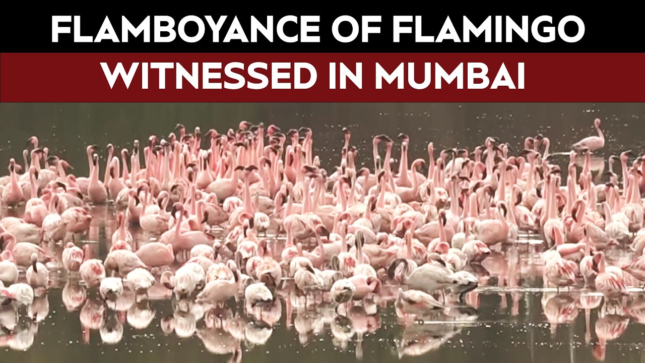 Large Number Of Migratory Flamingos Flock to a Lake in Navi Mumbai