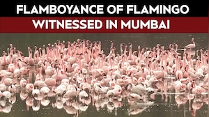 Large Number Of Migratory Flamingos Flock to a Lake in Navi Mumbai