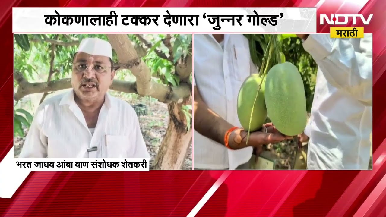 कोकणातील आंब्याला टक्कर देणारा 'जुन्नर गोल्ड'; Junner च्या शेतकऱ्याची कमाल | Pune | Mango | Farmers