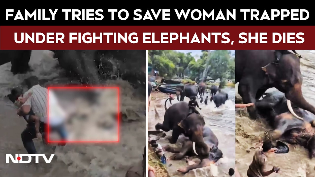 Tourist Trampled Under 2 Fighting Elephants At Karnataka Wildlife Camp