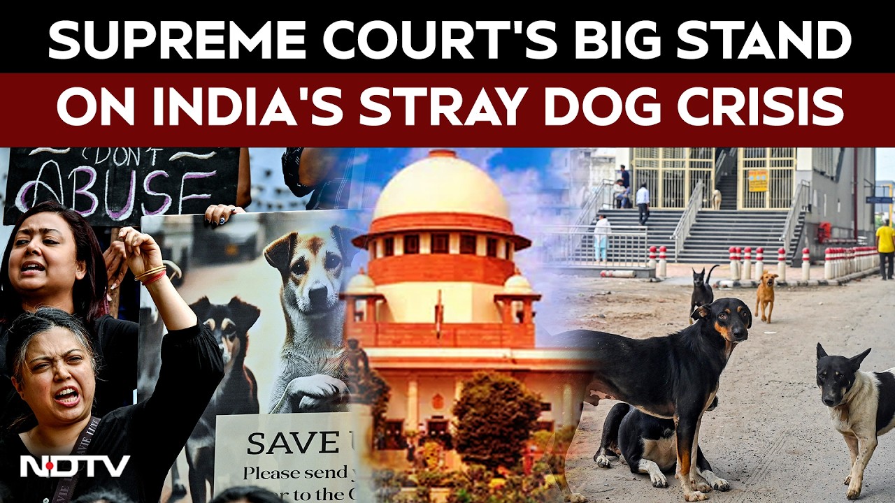 Stray Dogs News | "Can't Ignore Dog Bites": Top Court Says Strays To Be Removed From Streets