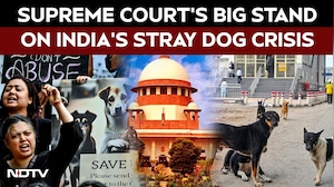 Stray Dogs News | "Can't Ignore Dog Bites": Top Court Says Strays To Be Removed From Streets