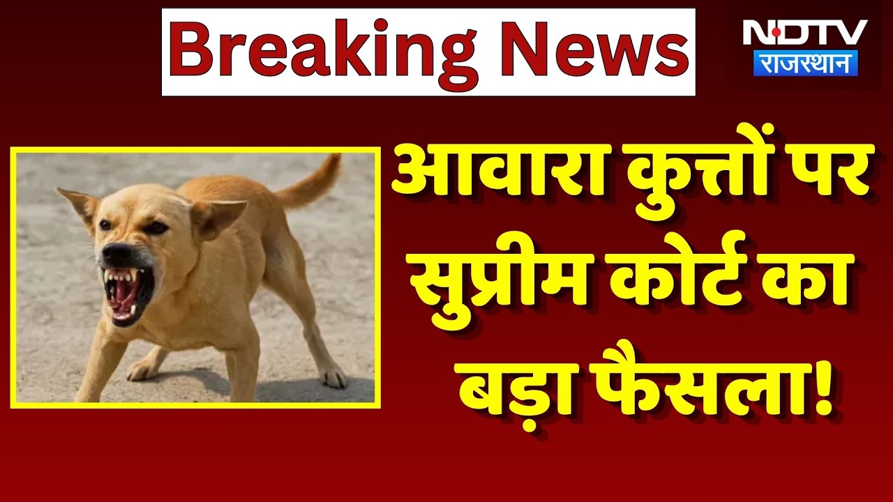 Supreme Court On Stray Dogs: आवारा कुत्तों के आतंक पर सुप्रीम कोर्ट का बड़ा फैसला! | Top News