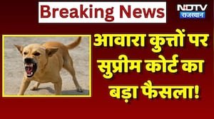Supreme Court On Stray Dogs: आवारा कुत्तों के आतंक पर सुप्रीम कोर्ट का बड़ा फैसला! | Top News