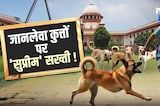 Stray Dogs को मारने के आदेश पर क्या बोले Experts | Supreme Court Verdict | Top News Rajasthan