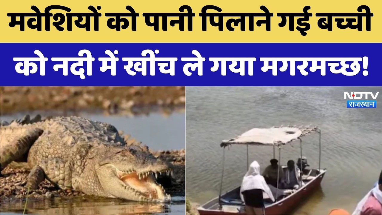 Crocodile Attack Dholpur: मवेशियों को पानी पिलाने गई बच्ची को नदी में खींच ले गया मगरमच्छ | Breaking
