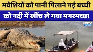 Crocodile Attack Dholpur: मवेशियों को पानी पिलाने गई बच्ची को नदी में खींच ले गया मगरमच्छ | Breaking