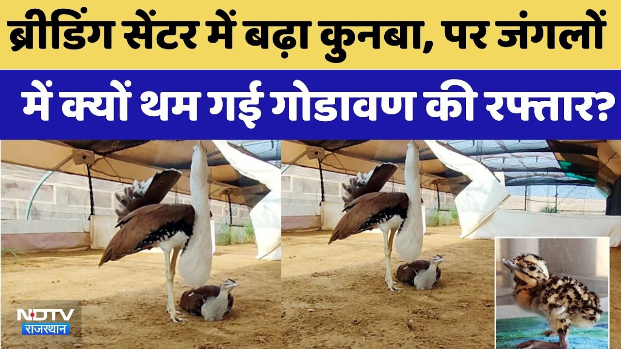 Jaisalmer: Breeding Center में बढ़ा कुनबा, पर जंगलों में क्यों थम गई Godavan की रफ्तार?