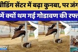 Jaisalmer: Breeding Center में बढ़ा कुनबा, पर जंगलों में क्यों थम गई Godavan की रफ्तार?