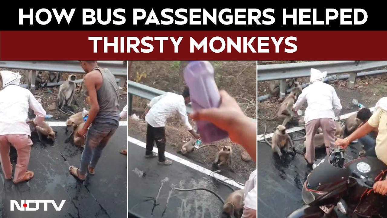 Bus Passengers Rescue Dehydrated Monkeys Amid Maharashtra Heatwave