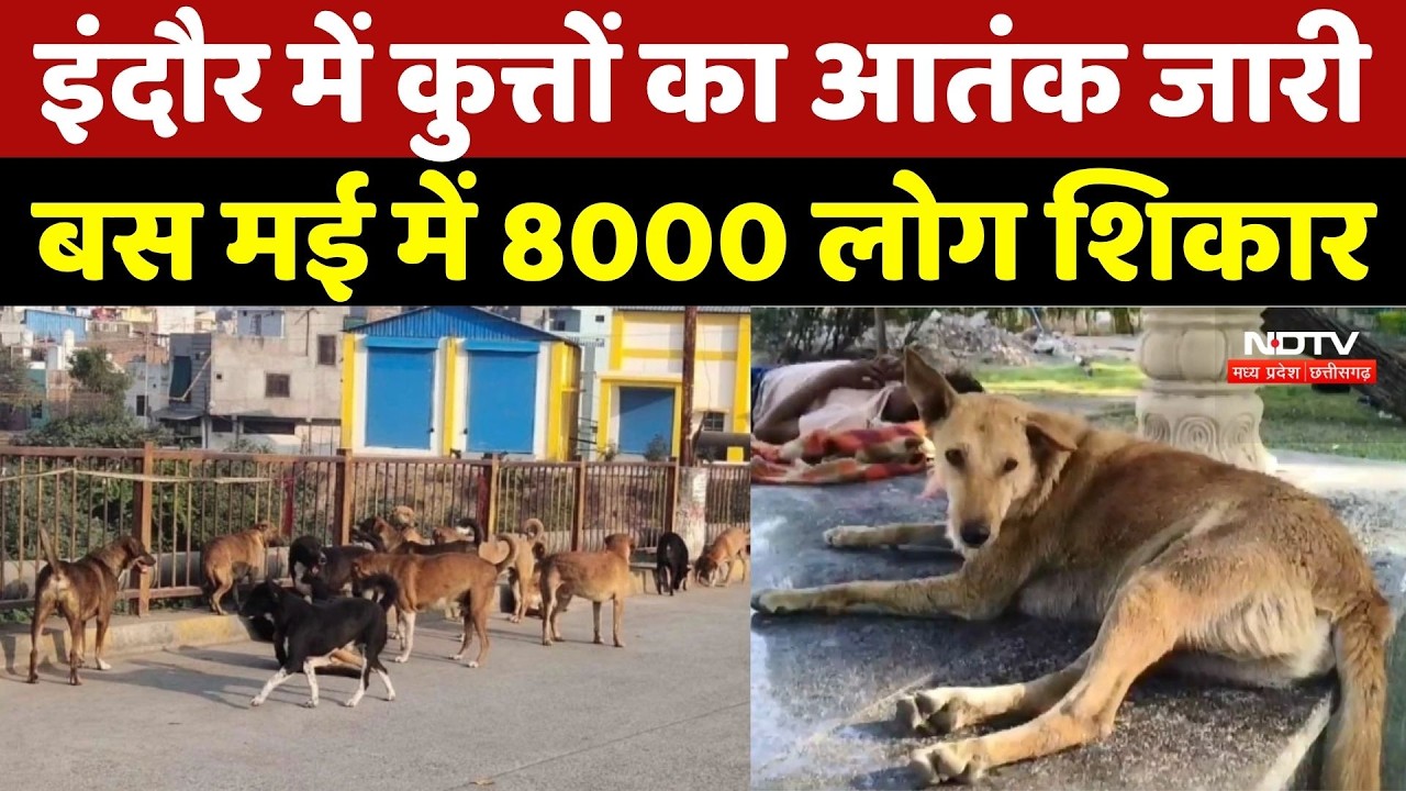 Dog Bites Case: Indore में कुत्तों का आतंक जारी, बस May में 8000 लोग शिकार | MP News | Dog Attack