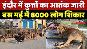 Dog Bites Case: Indore में कुत्तों का आतंक जारी, बस May में 8000 लोग शिकार | MP News | Dog Attack