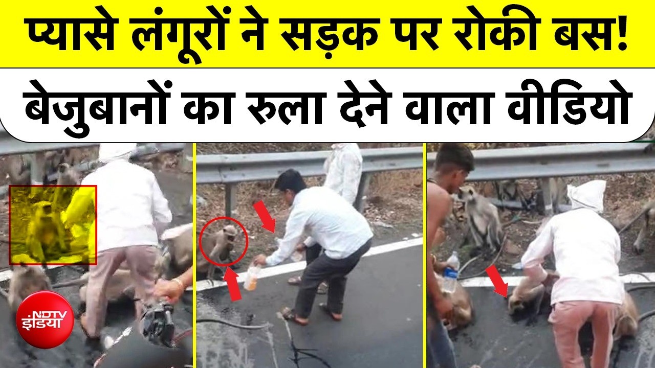 Maharashtra Heatwave: प्यासे Langurs ने रोकी Bus! Emotional Viral Video! Forest Dept की खुली पोल