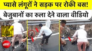 Maharashtra Heatwave: प्यासे Langurs ने रोकी Bus! Emotional Viral Video! Forest Dept की खुली पोल