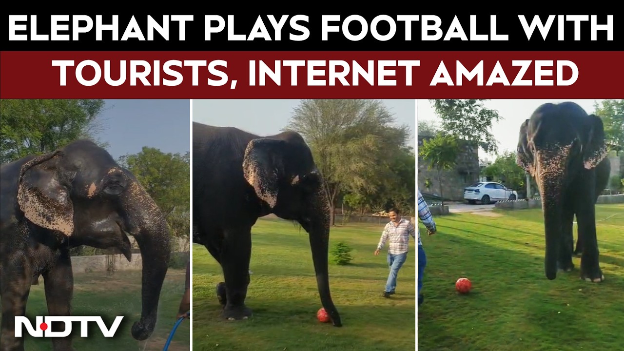 &ldquo;Football Queen&rdquo; Chanda Elephant Wows Tourists With Football Skills In Jaipur&rsquo;s Elephant Village