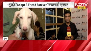 Mumbai | मुक्या जीवांना हक्काचं घर मिळणार, प्राण्यांना दत्तक घेण्यासाठी विशेष मोहीम | NDTV मराठी