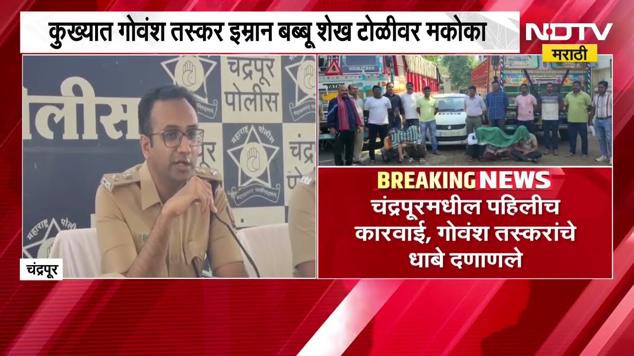 Chandrapur|चंद्रपुरात गोवंश तस्करांविरोधात पहिलीच मकोकाची कारवाई, गोवंश तस्करांचे धाबे दणाणले