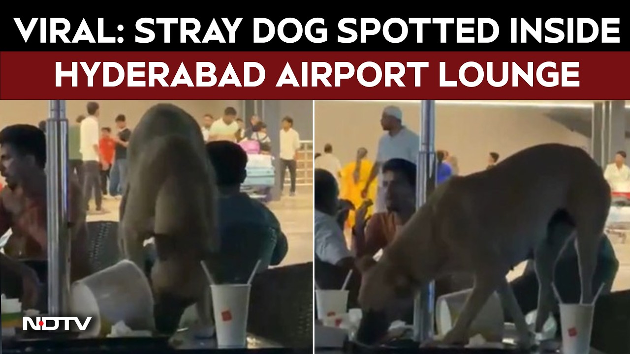 Watch Viral Video | Viral Video Shows Stray Dog Inside Hyderabad Airport, Sparks Outrage