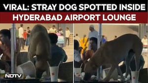 Watch Viral Video | Viral Video Shows Stray Dog Inside Hyderabad Airport, Sparks Outrage