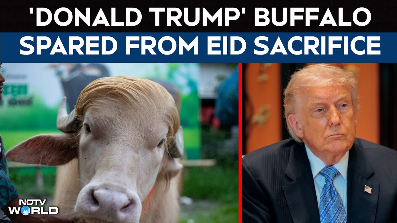 Donald Trump Buffalo | 'Donald Trump' Buffalo Spared From Eid Sacrifice, Moved To Bangladesh Zoo